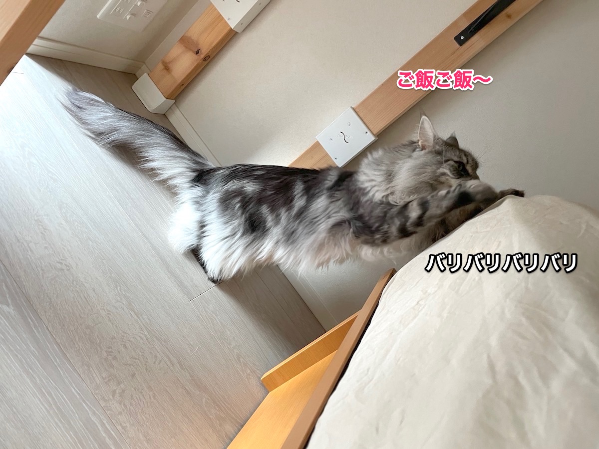 f:id:chikojirou:20210608214038j:plain