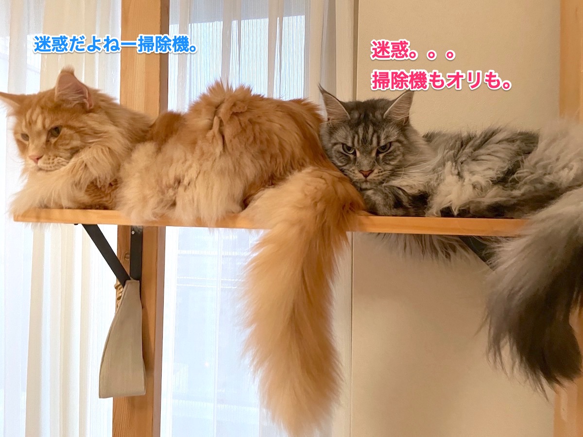 f:id:chikojirou:20210608214049j:plain