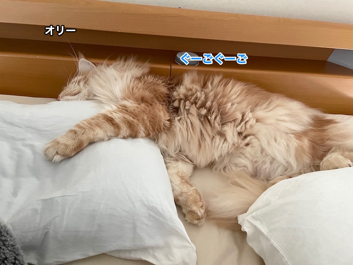f:id:chikojirou:20210609223423j:plain