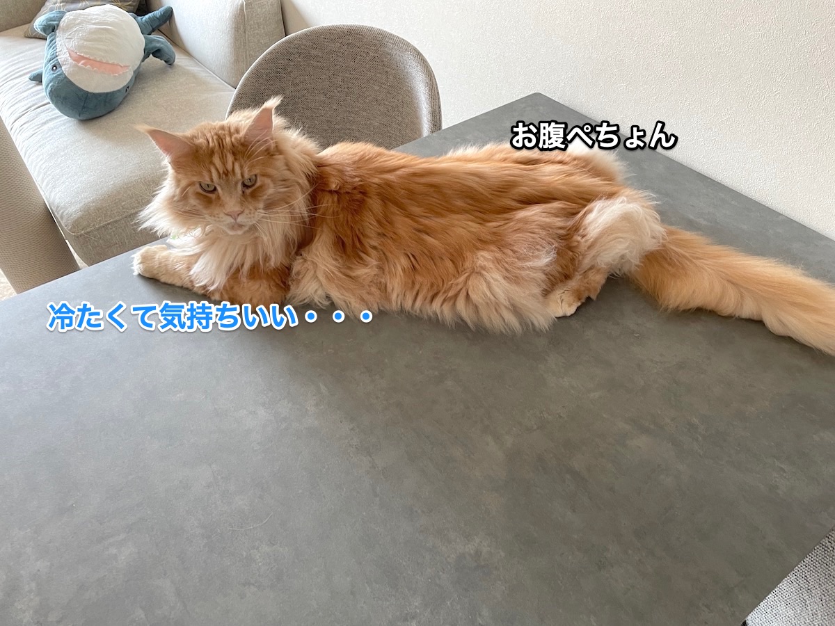 f:id:chikojirou:20210609223431j:plain