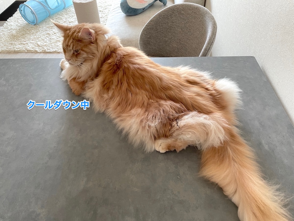 f:id:chikojirou:20210609223436j:plain