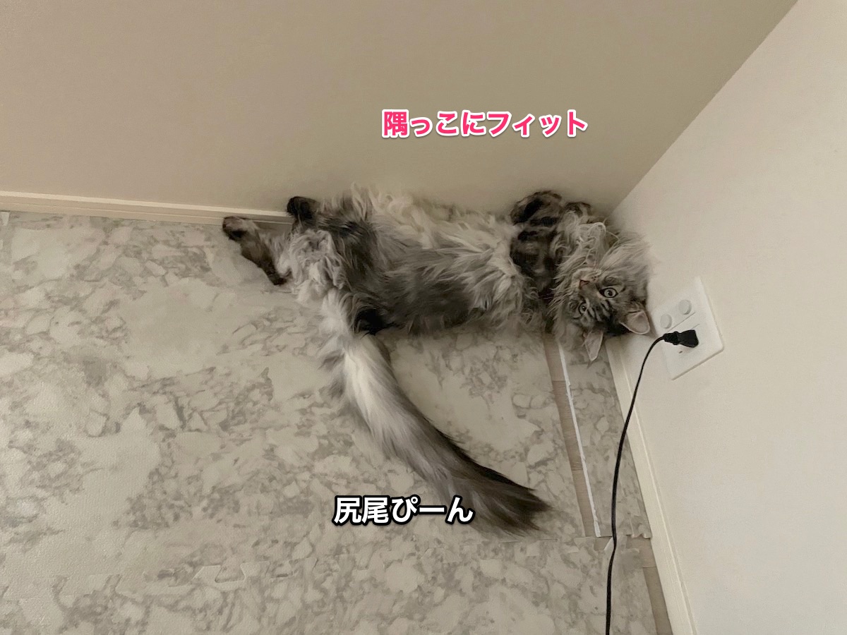 f:id:chikojirou:20210609223445j:plain
