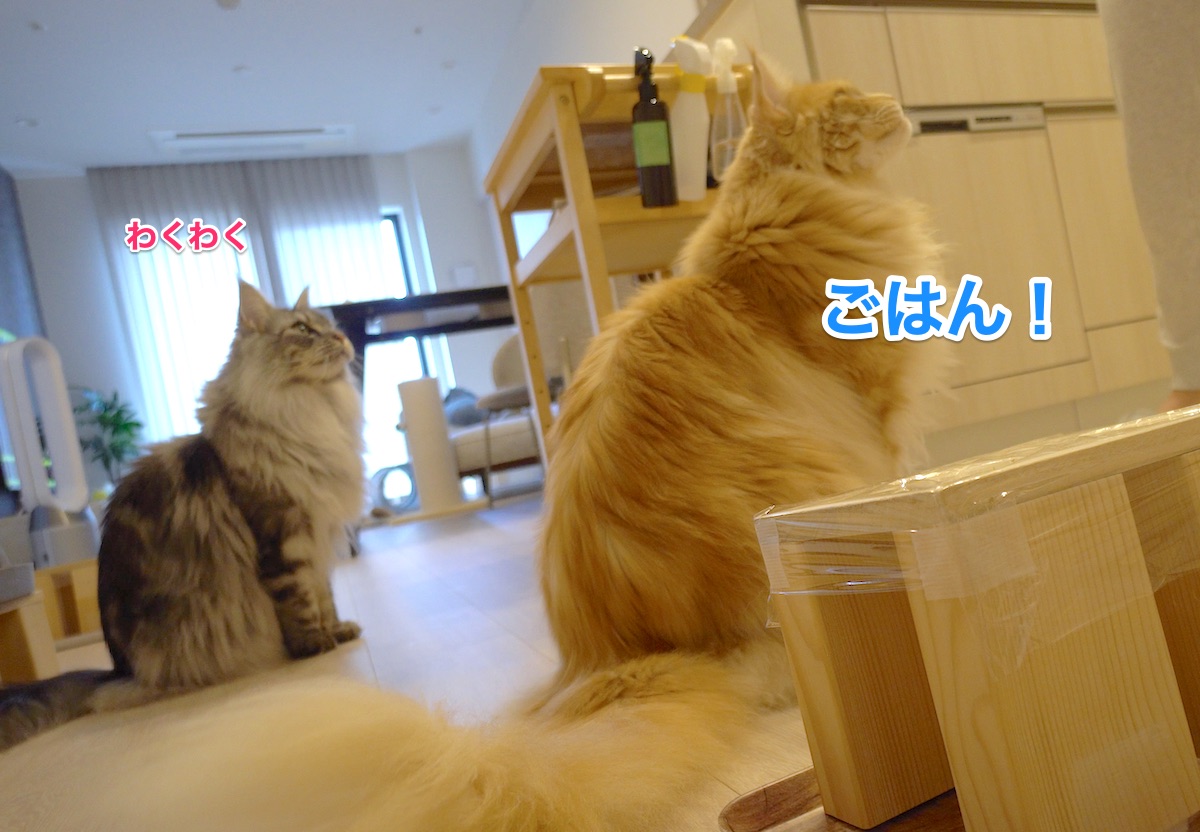 f:id:chikojirou:20210612205837j:plain