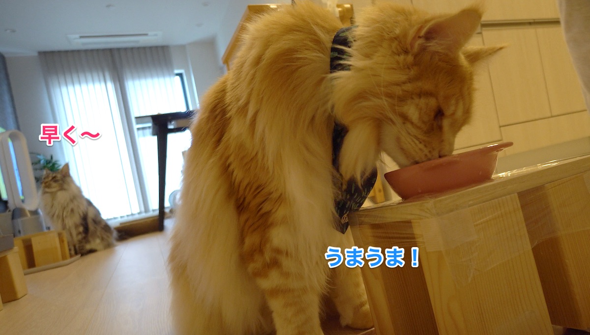 f:id:chikojirou:20210612205841j:plain