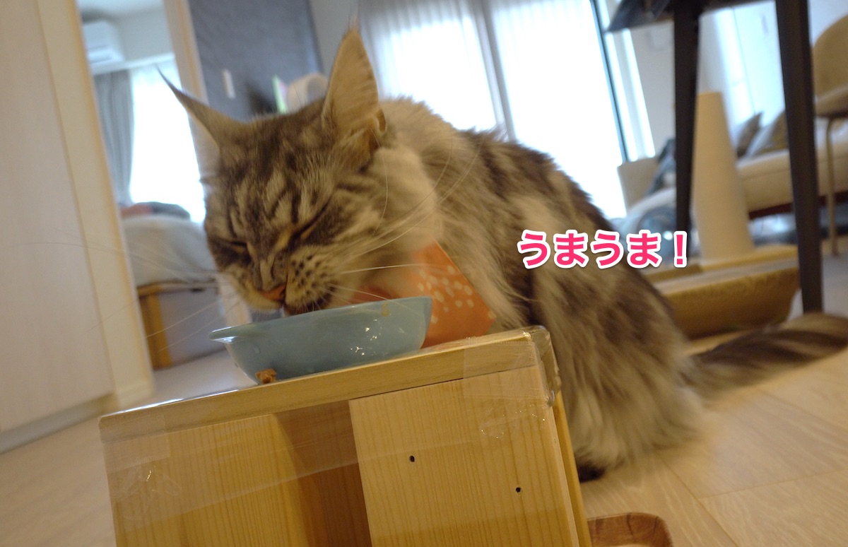 f:id:chikojirou:20210612205844j:plain