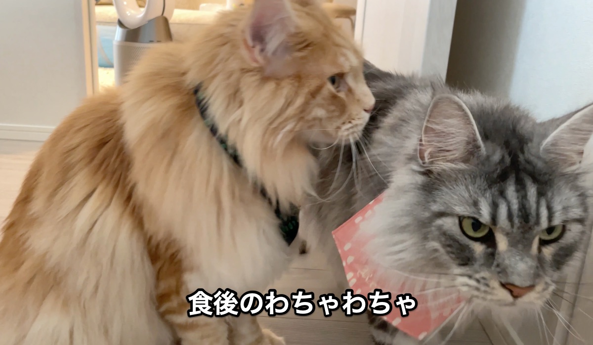 f:id:chikojirou:20210612205849j:plain