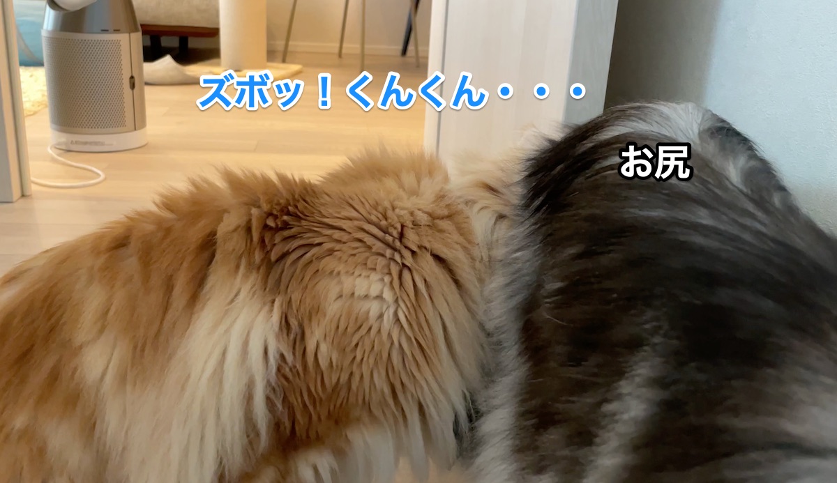 f:id:chikojirou:20210612205852j:plain
