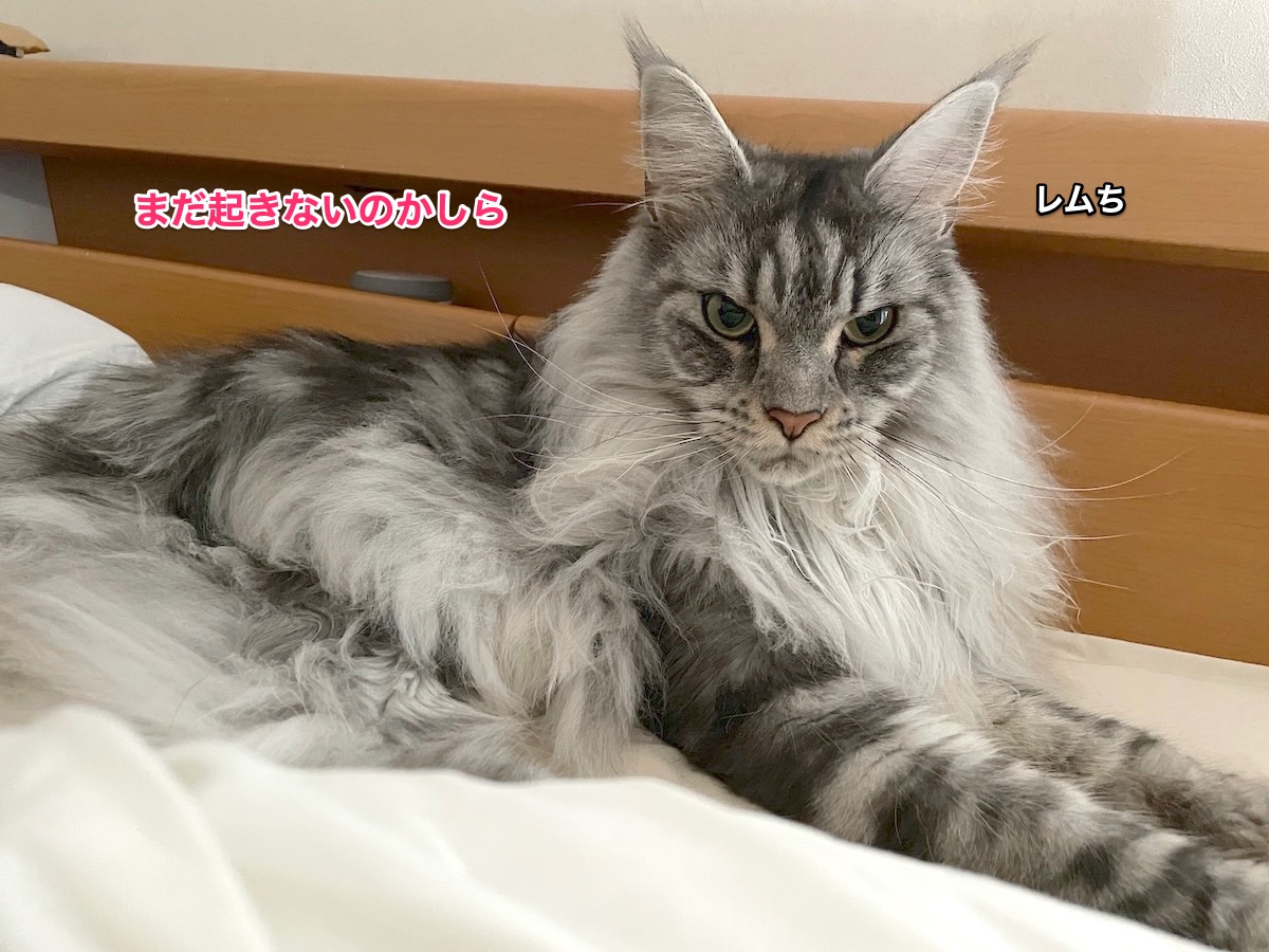 f:id:chikojirou:20210619215618j:plain