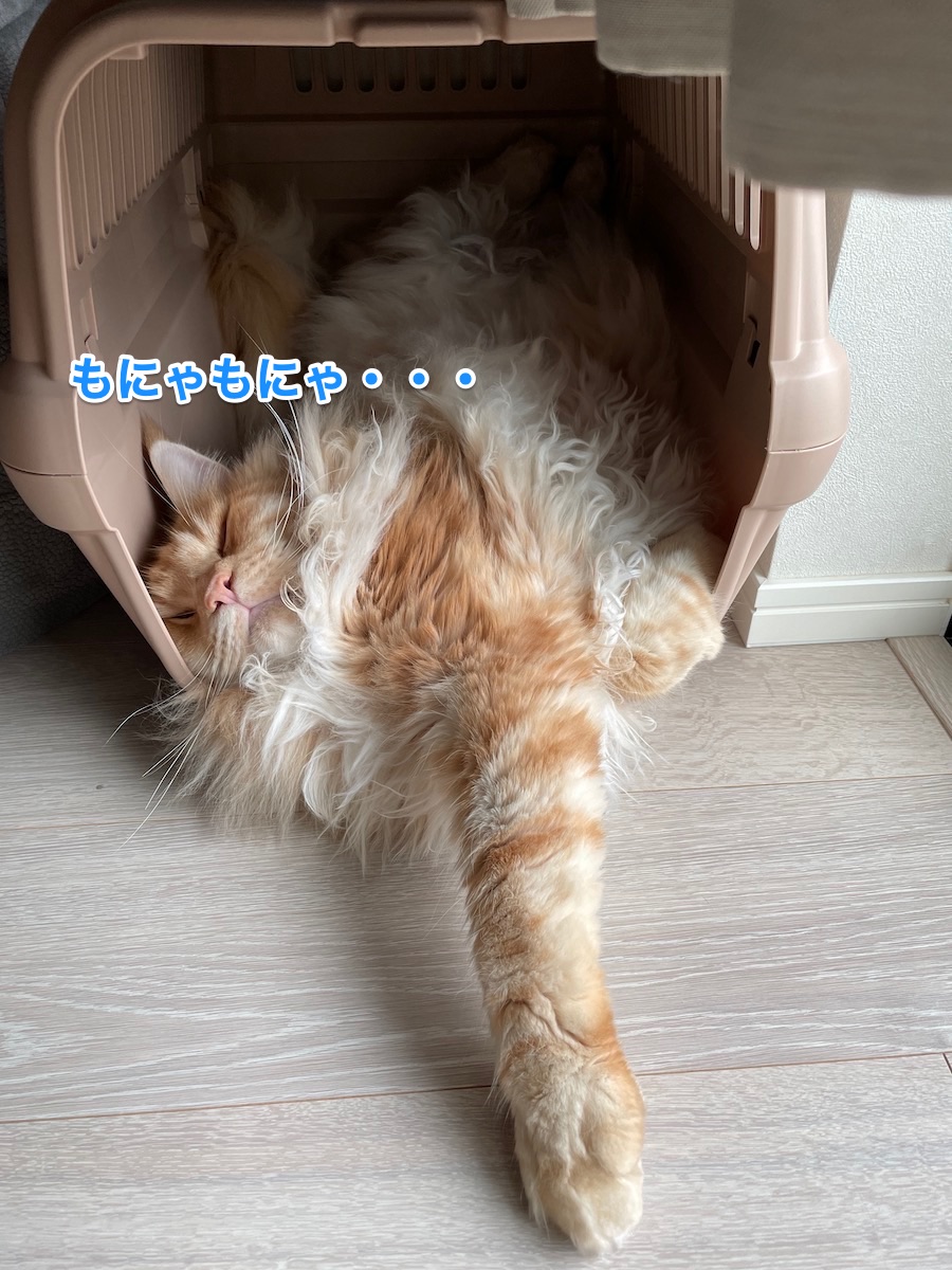 f:id:chikojirou:20210619215629j:plain