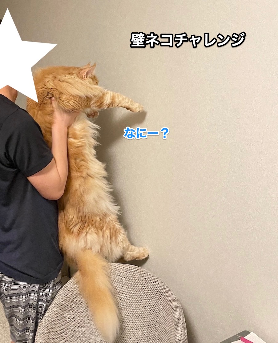 f:id:chikojirou:20210620214649j:plain