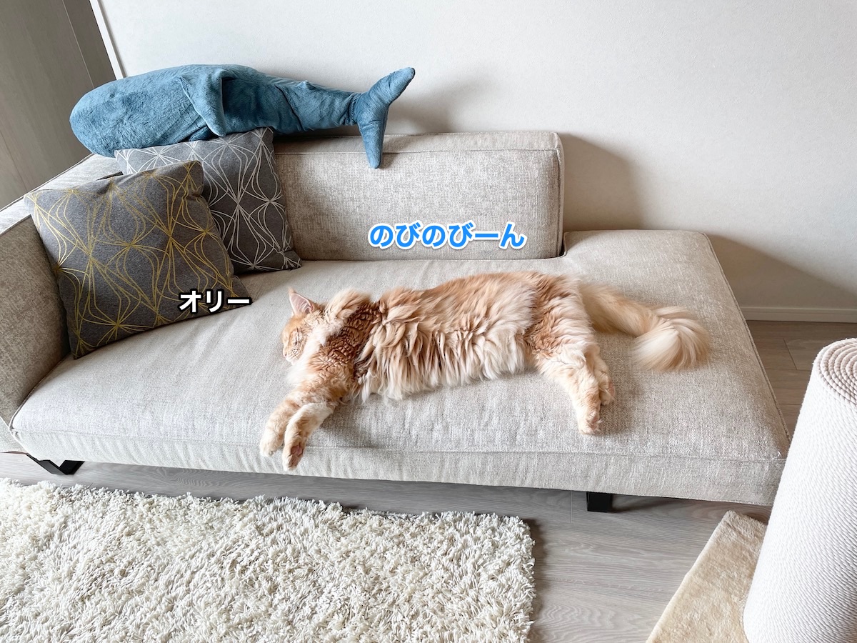 f:id:chikojirou:20210621220539j:plain