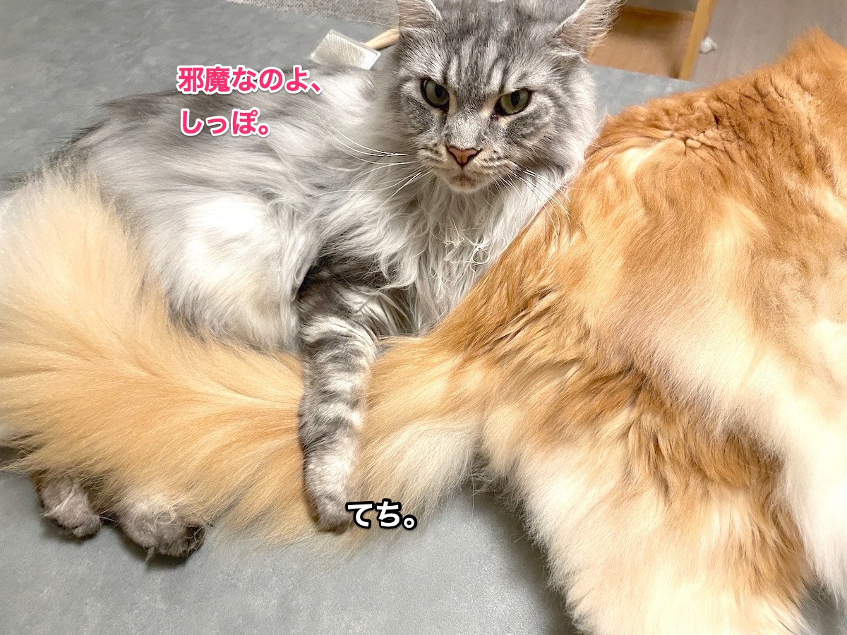 f:id:chikojirou:20210621220603j:plain