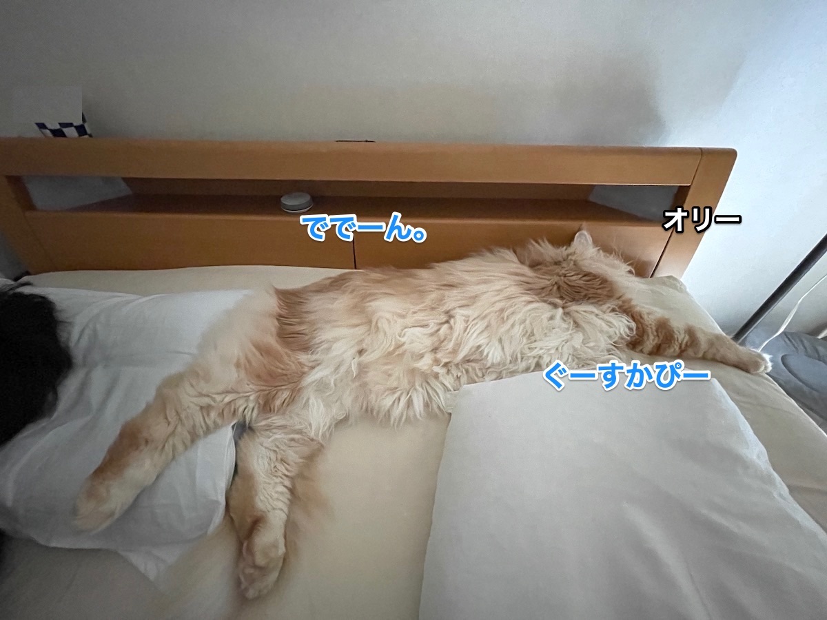 f:id:chikojirou:20210623220302j:plain
