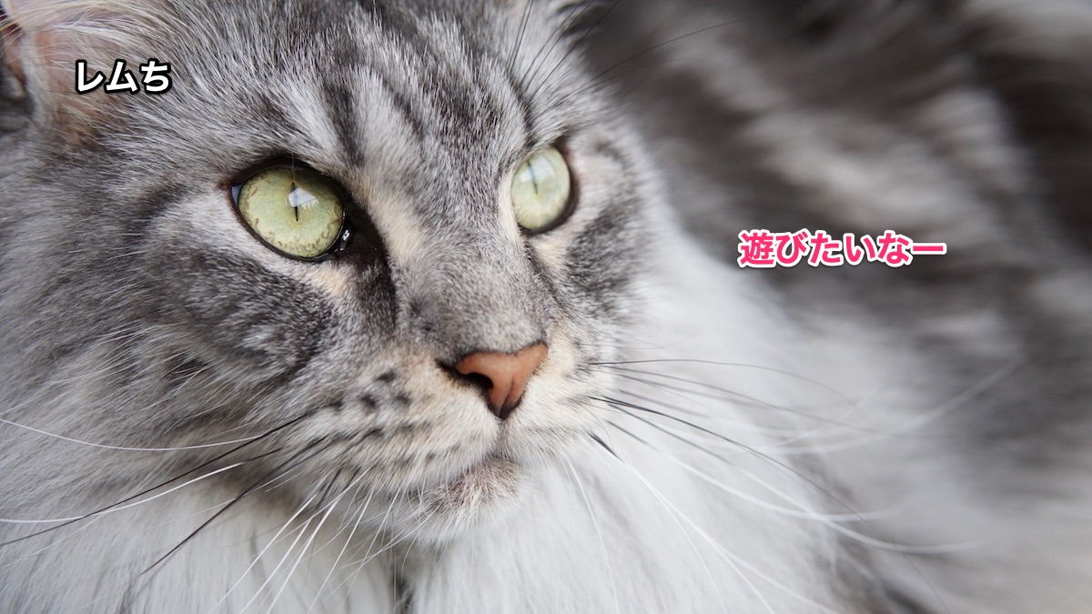 f:id:chikojirou:20210623220306j:plain