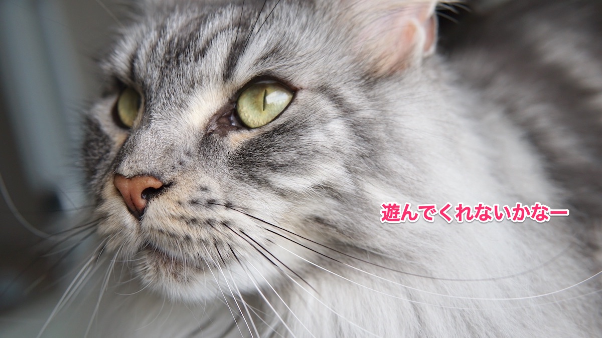 f:id:chikojirou:20210623220309j:plain
