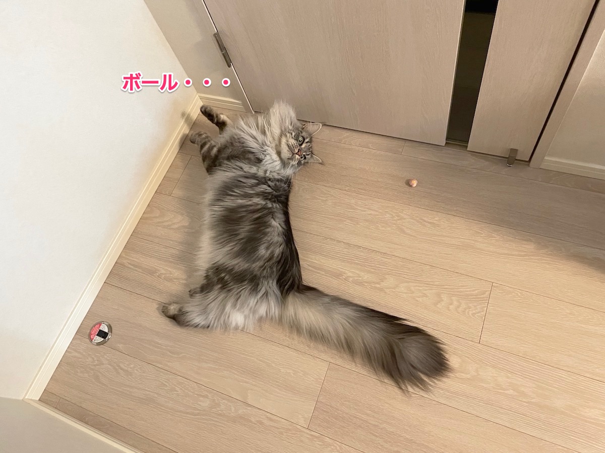 f:id:chikojirou:20210623220318j:plain