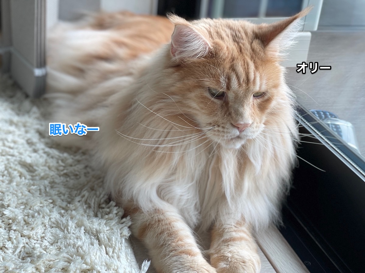f:id:chikojirou:20210624223231j:plain