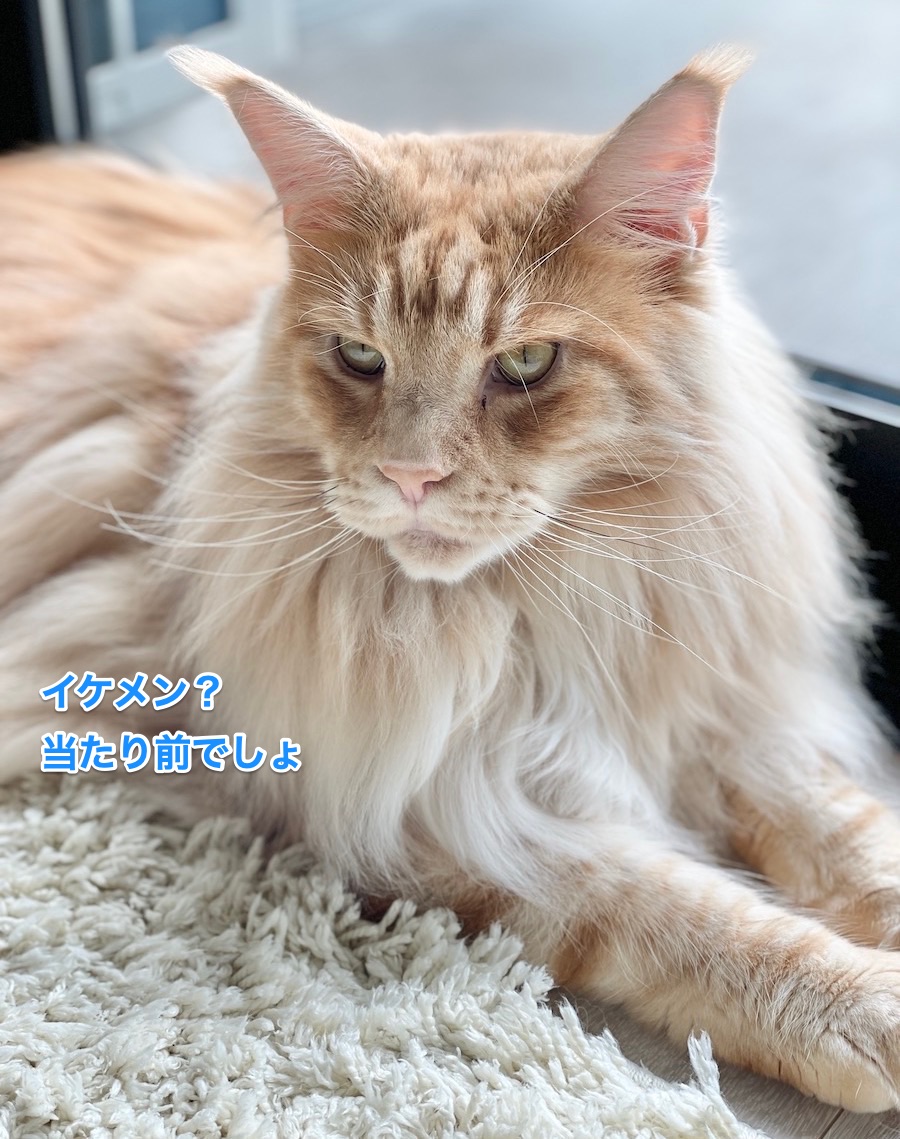 f:id:chikojirou:20210624223234j:plain