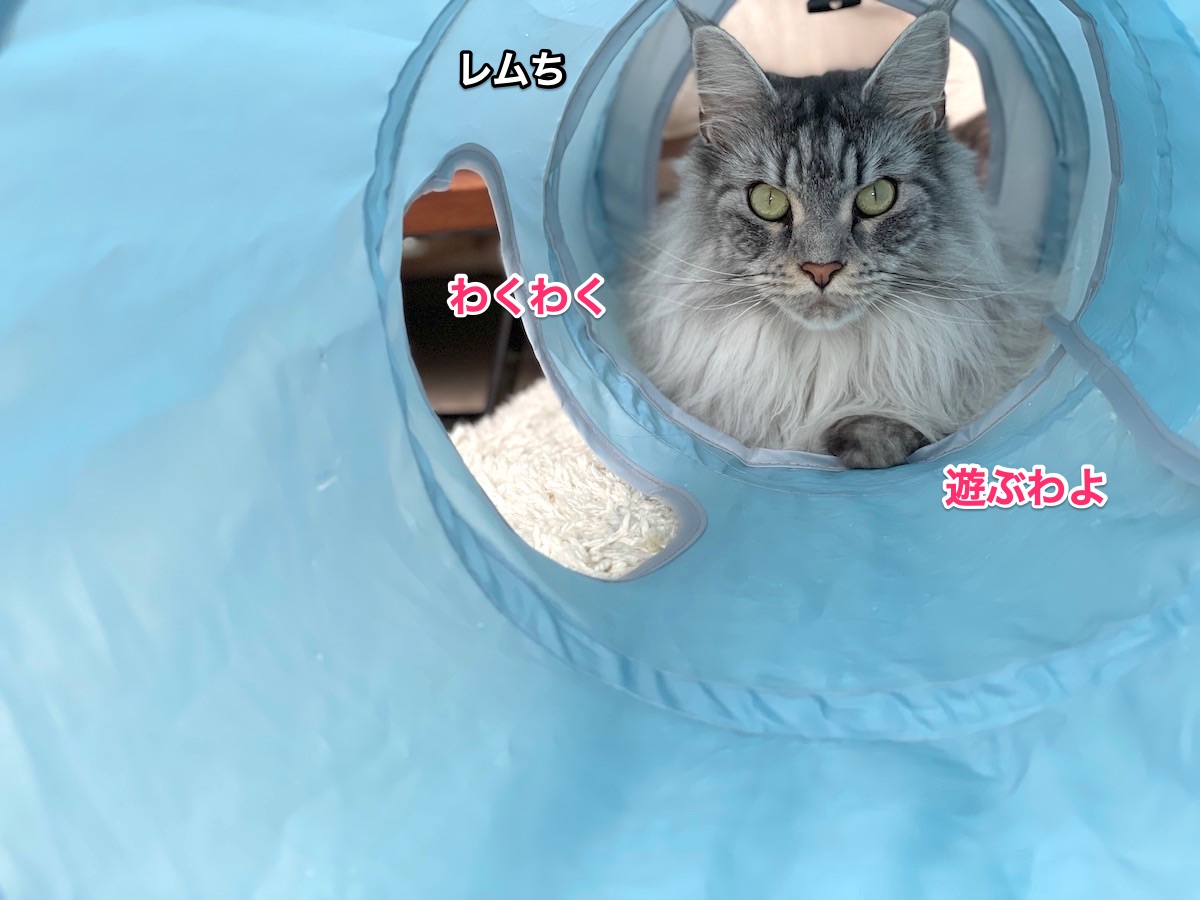 f:id:chikojirou:20210624223238j:plain