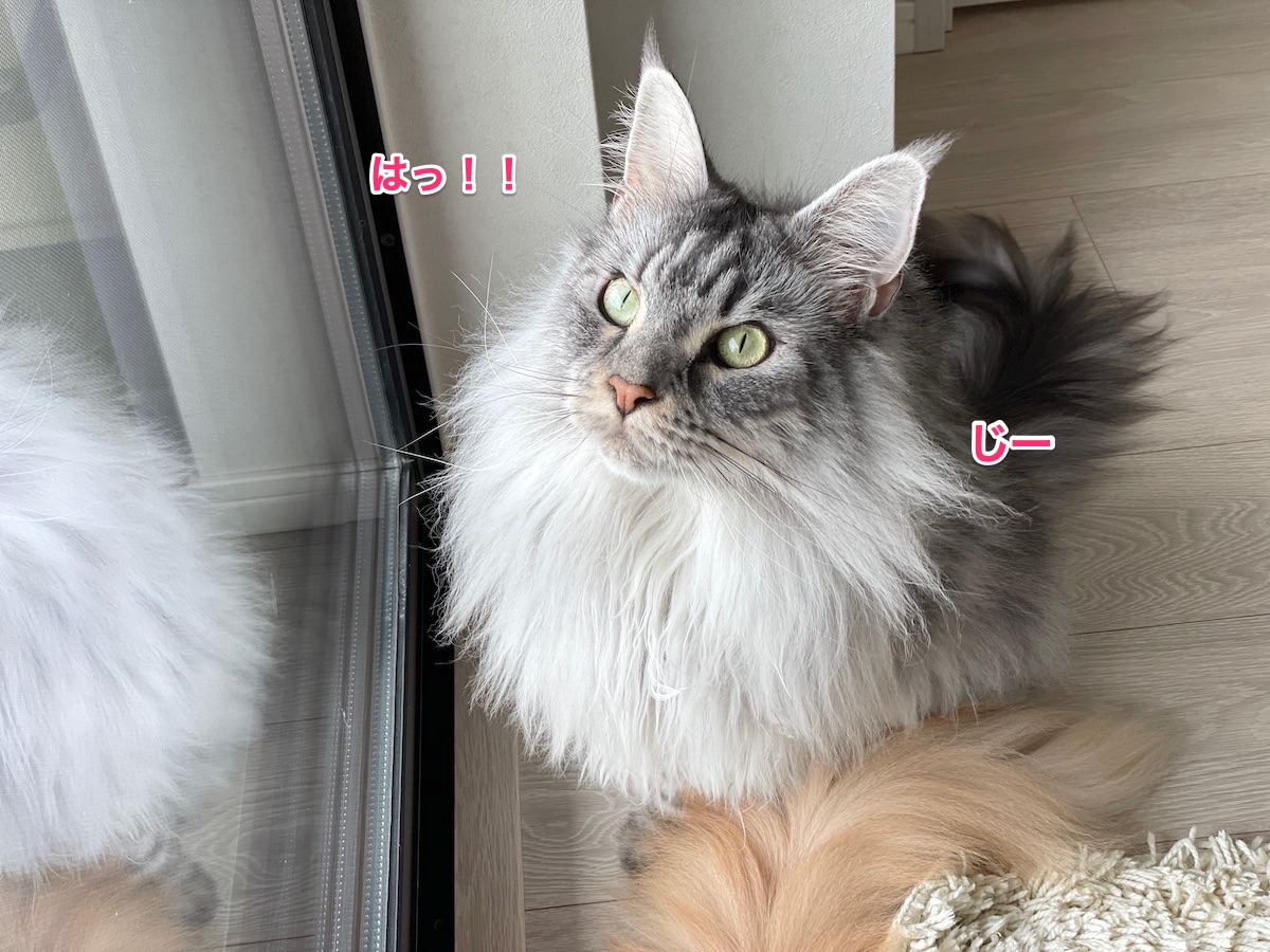 f:id:chikojirou:20210624223244j:plain