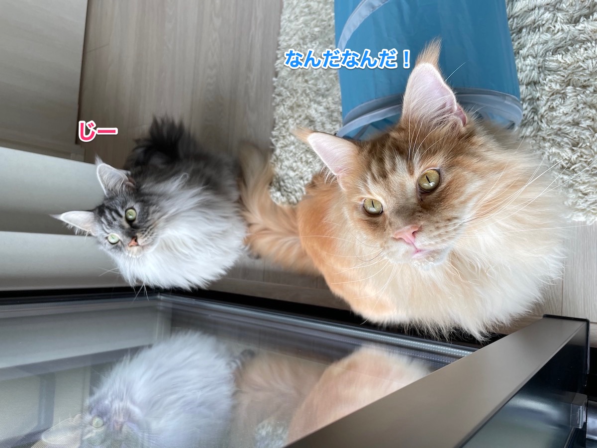 f:id:chikojirou:20210624223248j:plain