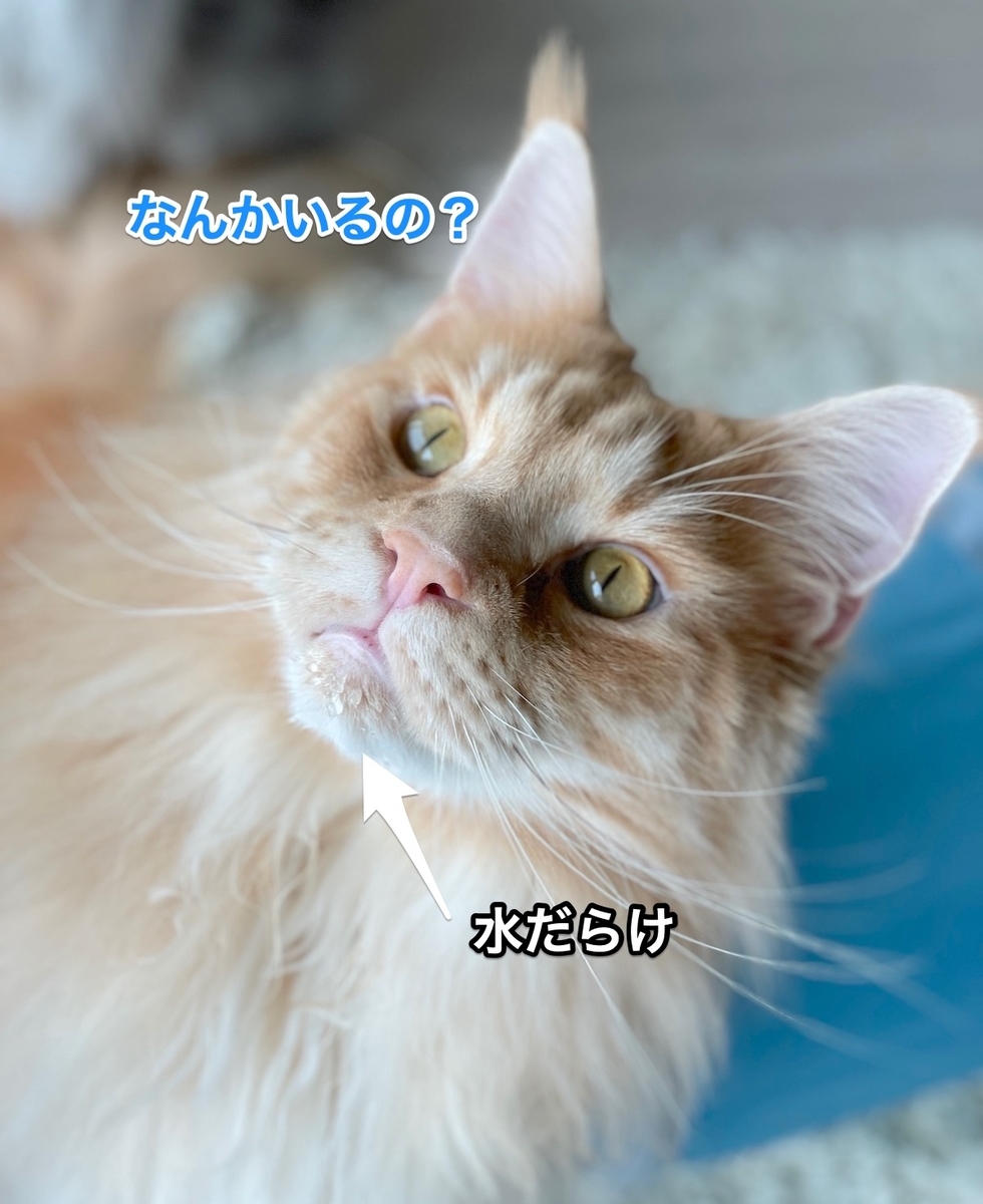 f:id:chikojirou:20210624223252j:plain