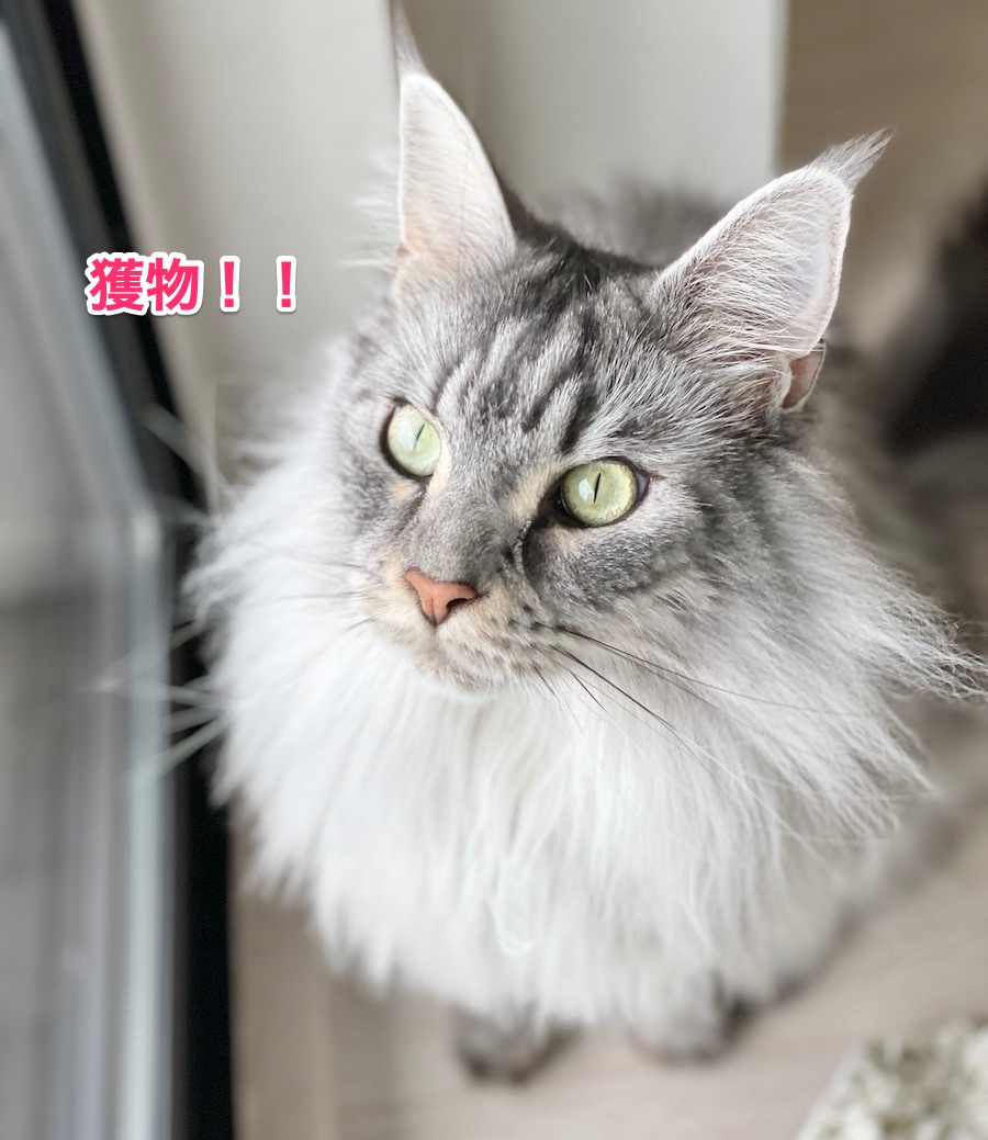 f:id:chikojirou:20210624223256j:plain