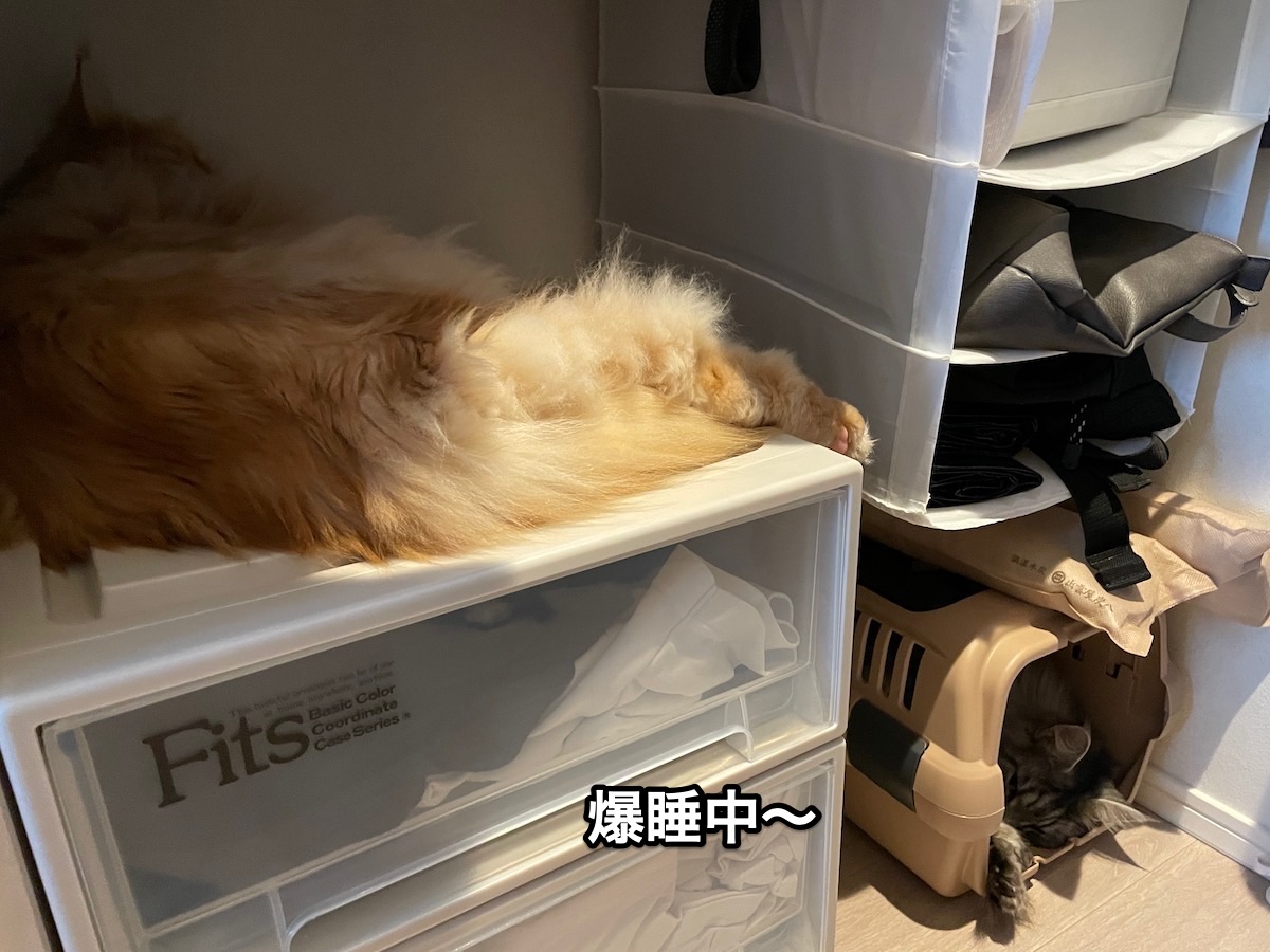 f:id:chikojirou:20210624223307j:plain