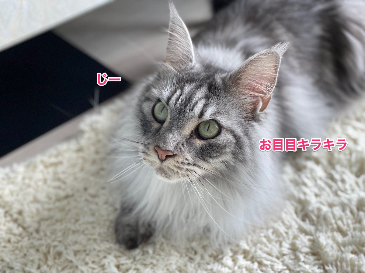 f:id:chikojirou:20210628213901j:plain