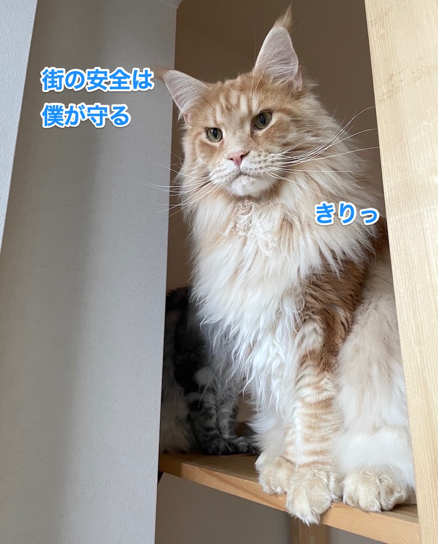 f:id:chikojirou:20210701215655j:plain