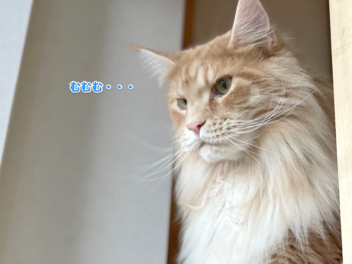 f:id:chikojirou:20210701215659j:plain