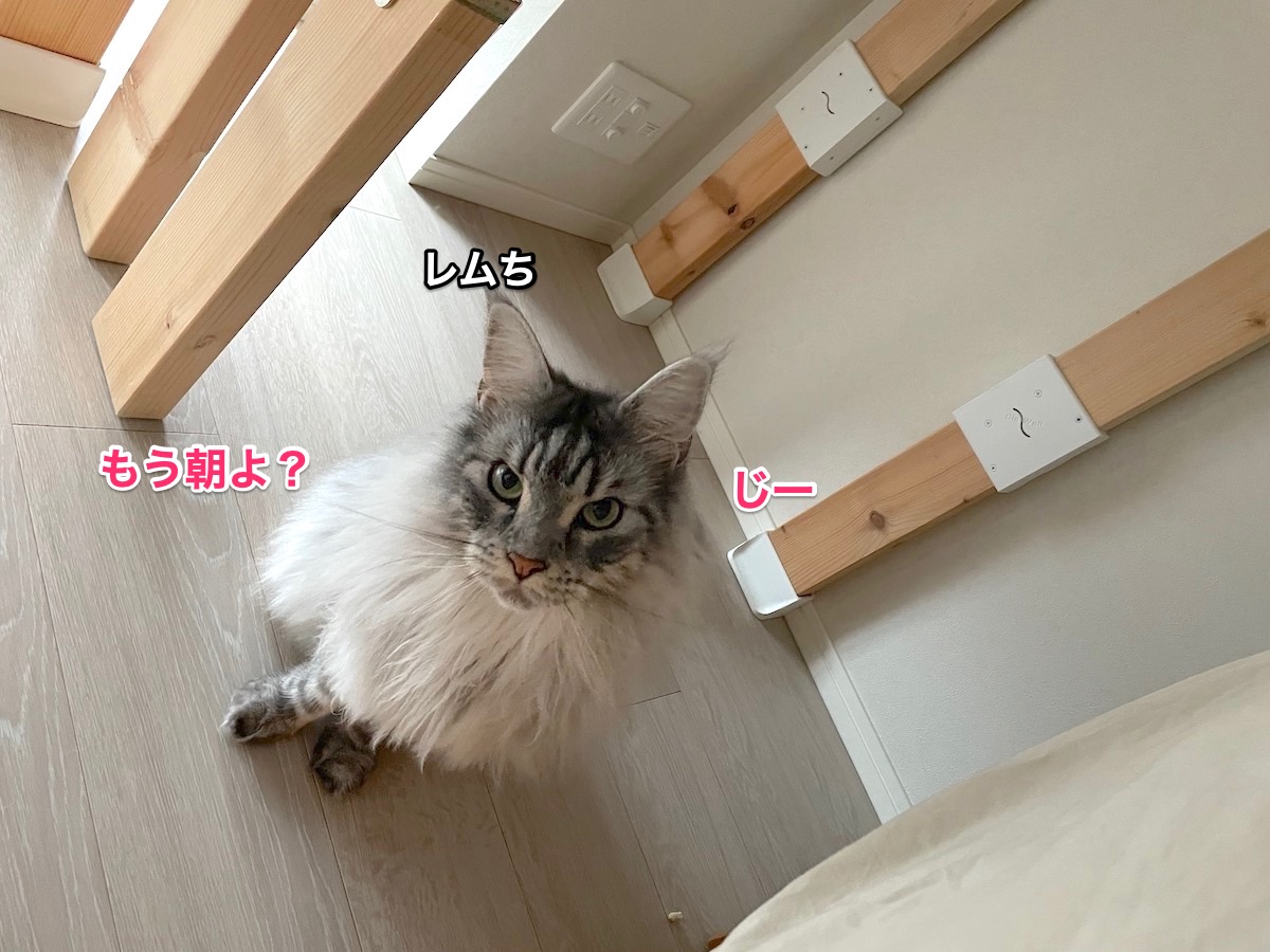 f:id:chikojirou:20210703220227j:plain