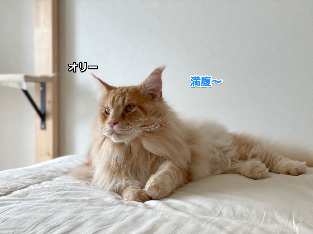 f:id:chikojirou:20210703220231j:plain