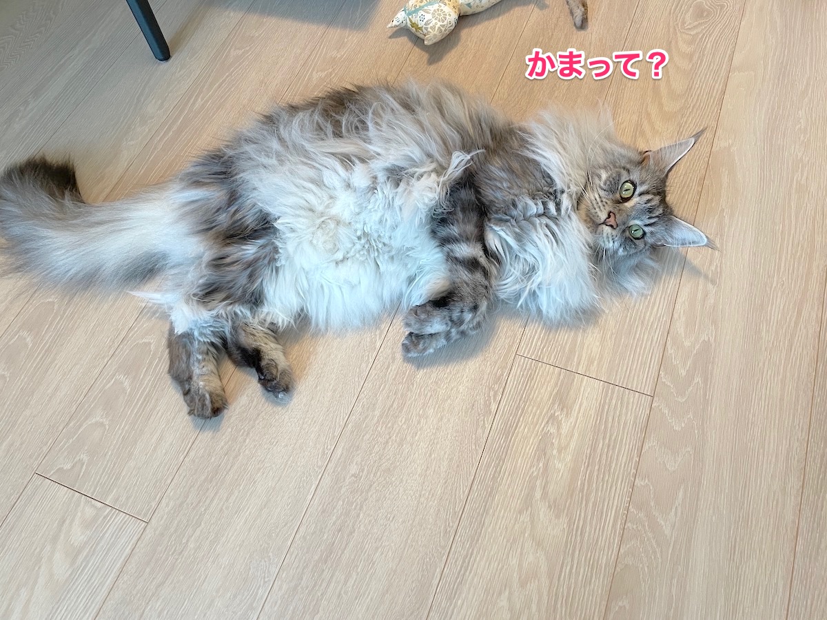 f:id:chikojirou:20210703220242j:plain