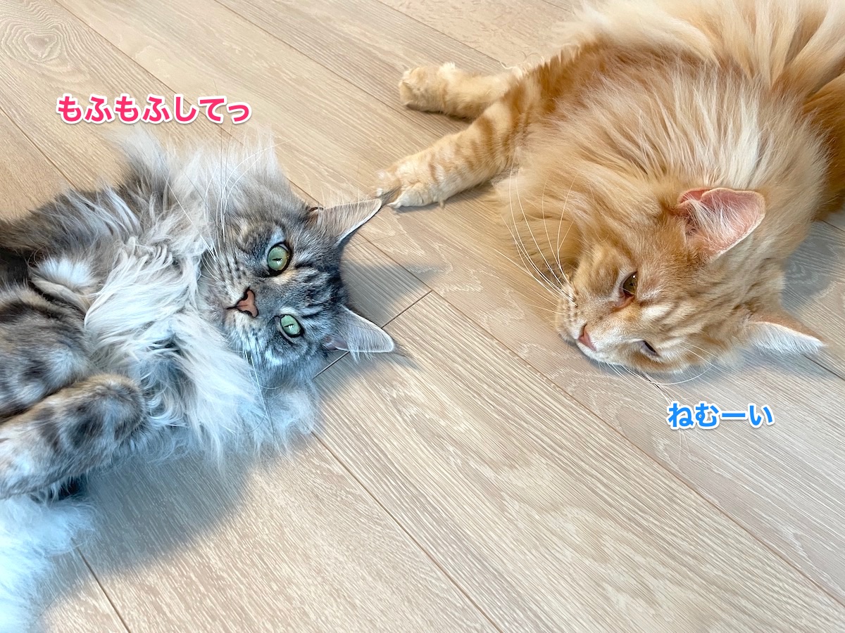 f:id:chikojirou:20210703220250j:plain