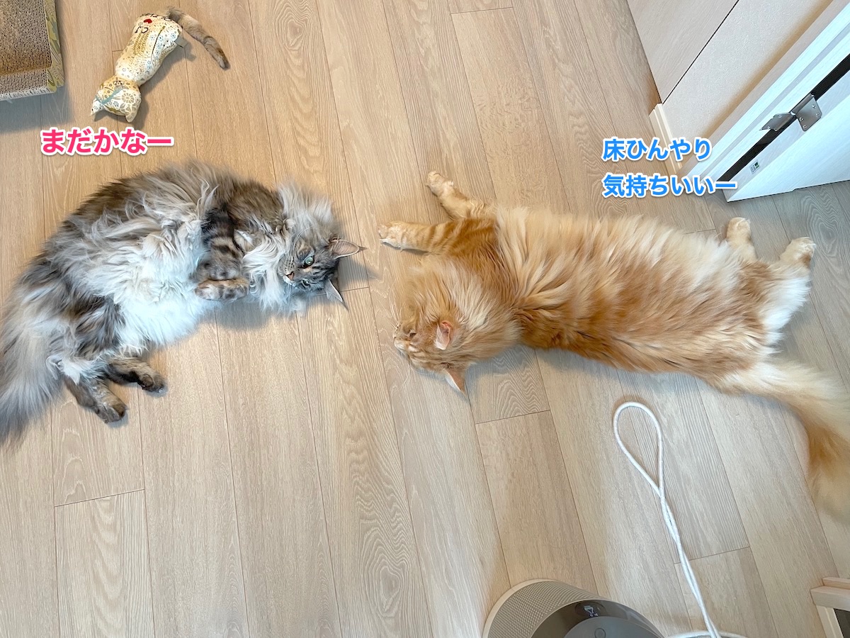 f:id:chikojirou:20210703220255j:plain