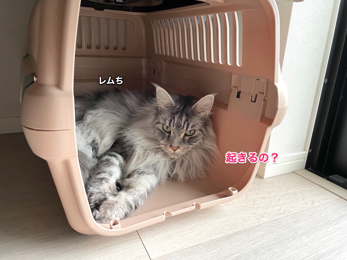 f:id:chikojirou:20210708214757j:plain