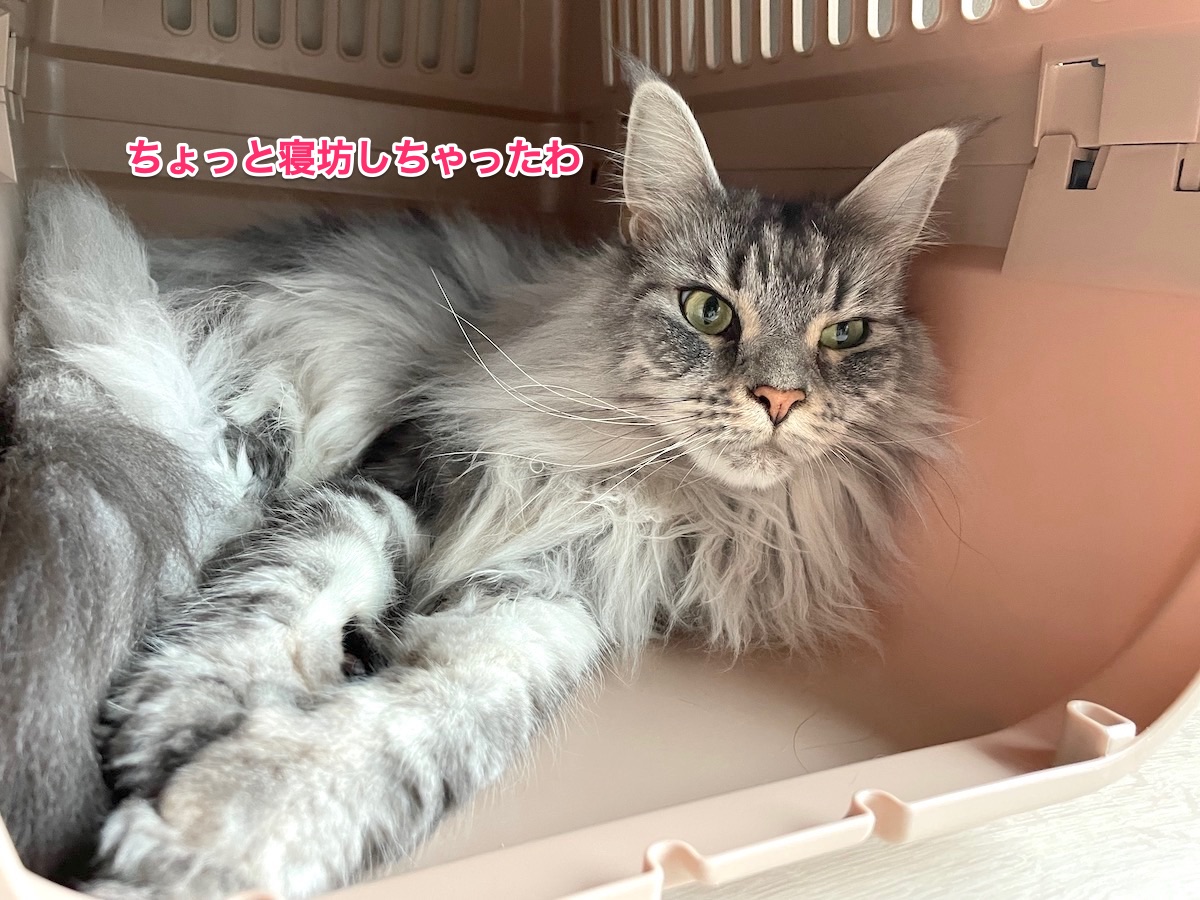 f:id:chikojirou:20210708214915j:plain