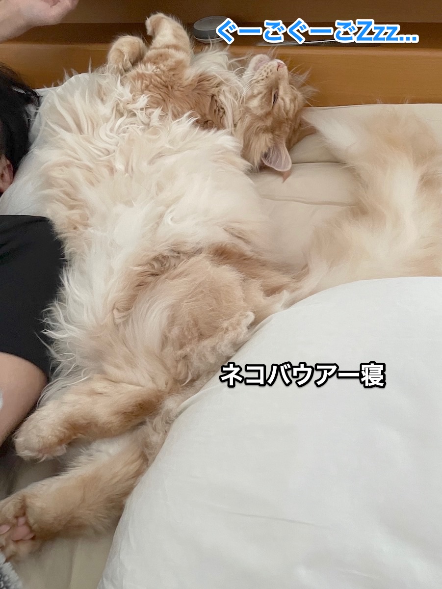 f:id:chikojirou:20210711210512j:plain