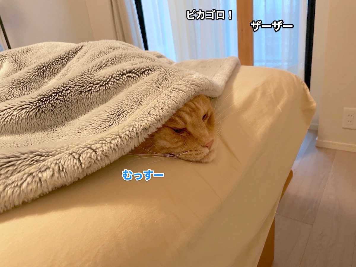 f:id:chikojirou:20210711210516j:plain