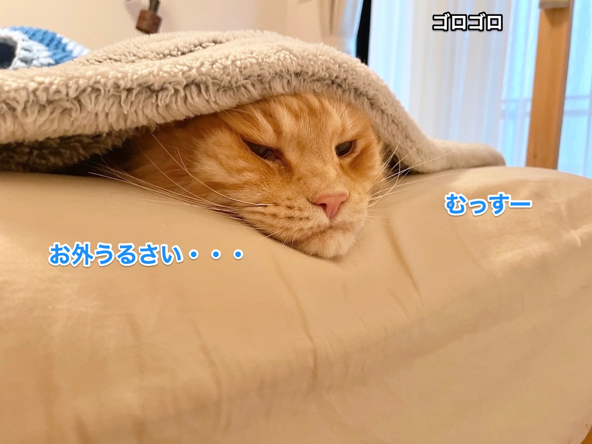 f:id:chikojirou:20210711210521j:plain