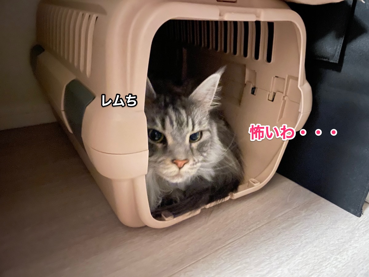 f:id:chikojirou:20210711210524j:plain