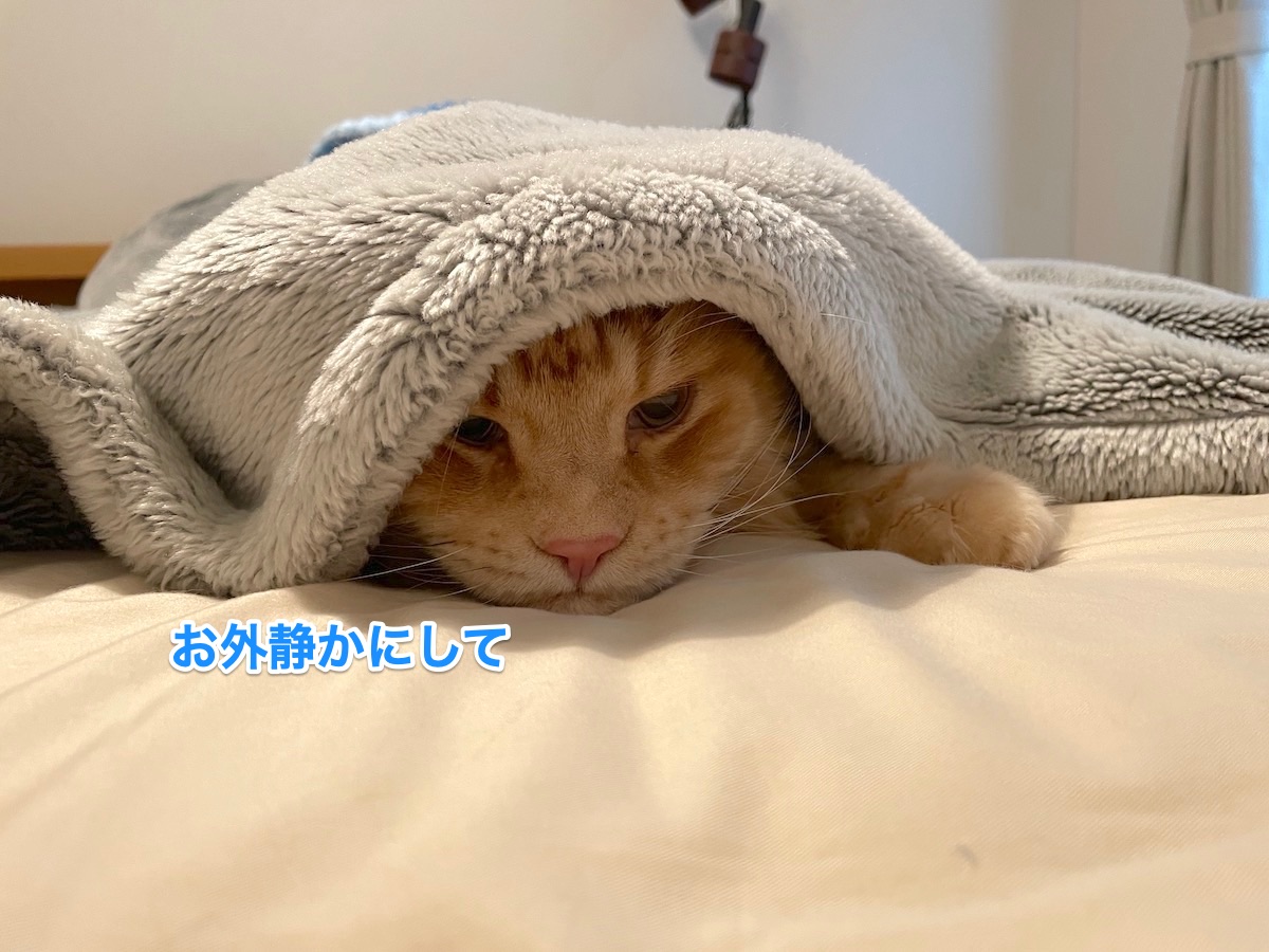 f:id:chikojirou:20210711210528j:plain