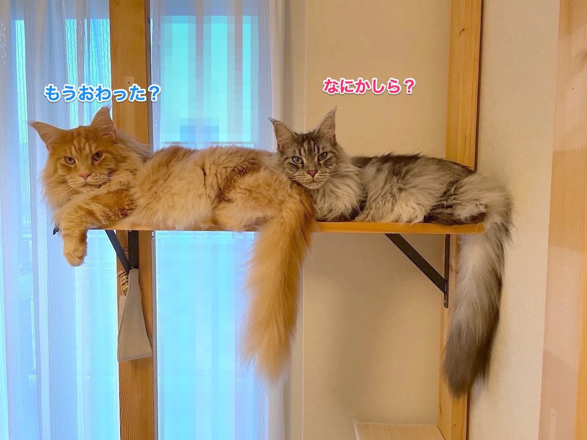f:id:chikojirou:20210712214149j:plain