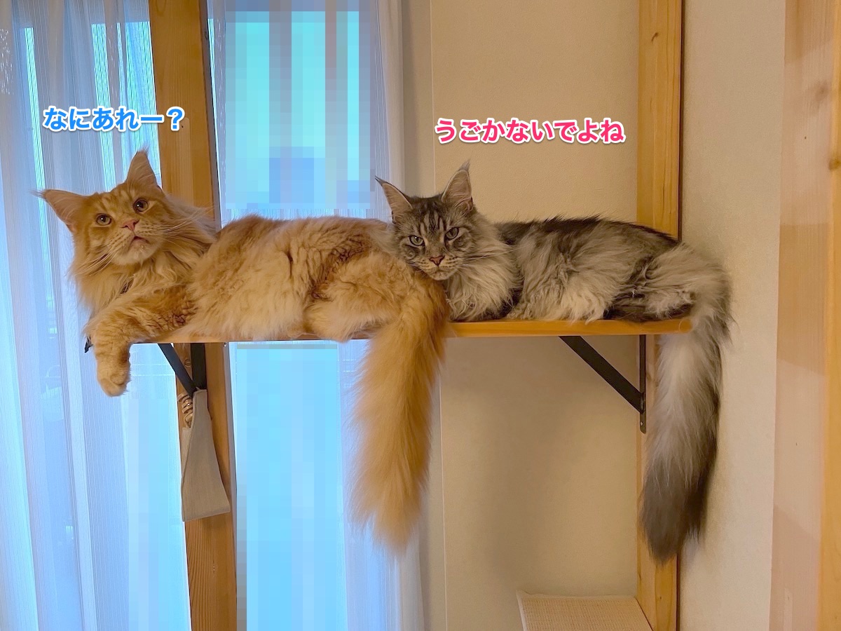 f:id:chikojirou:20210712214155j:plain