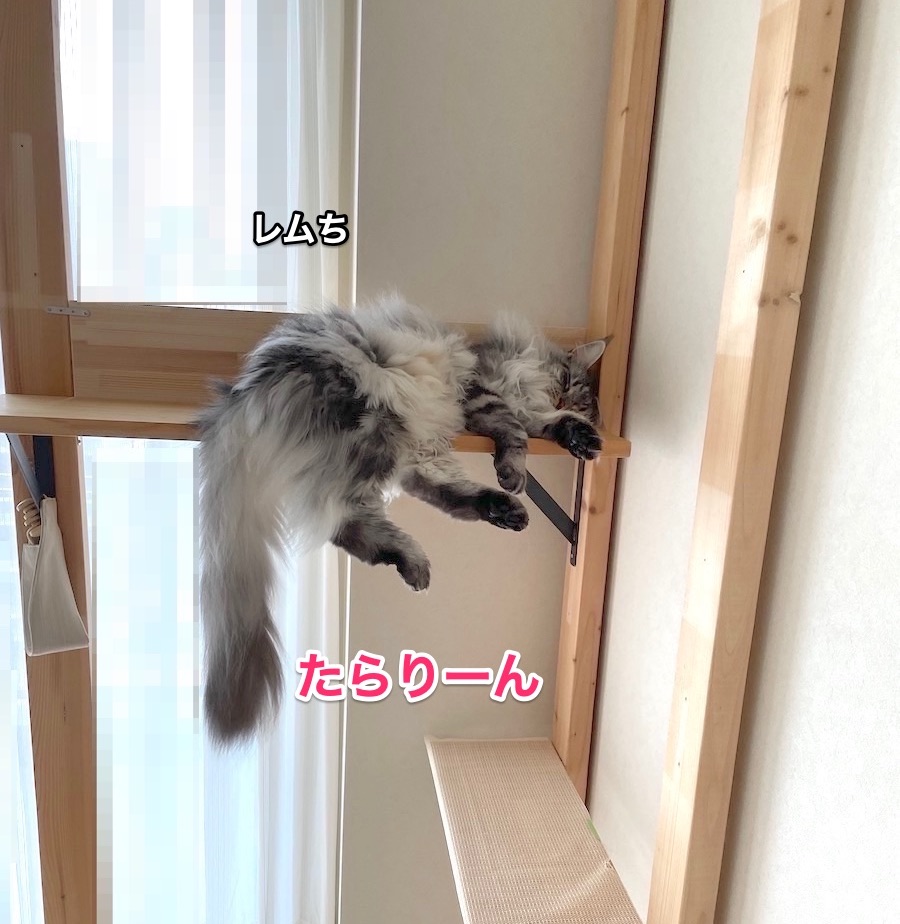 f:id:chikojirou:20210715215134j:plain