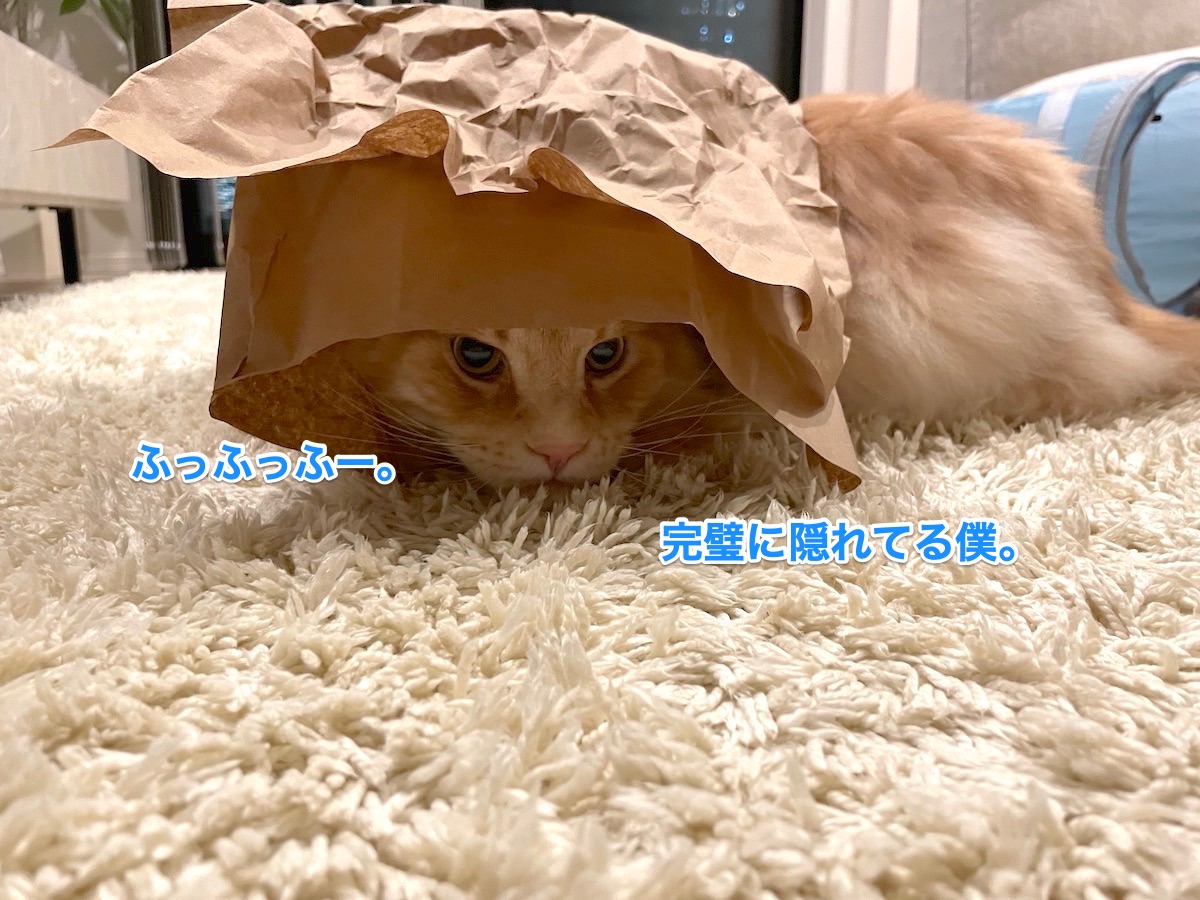 f:id:chikojirou:20210715215142j:plain