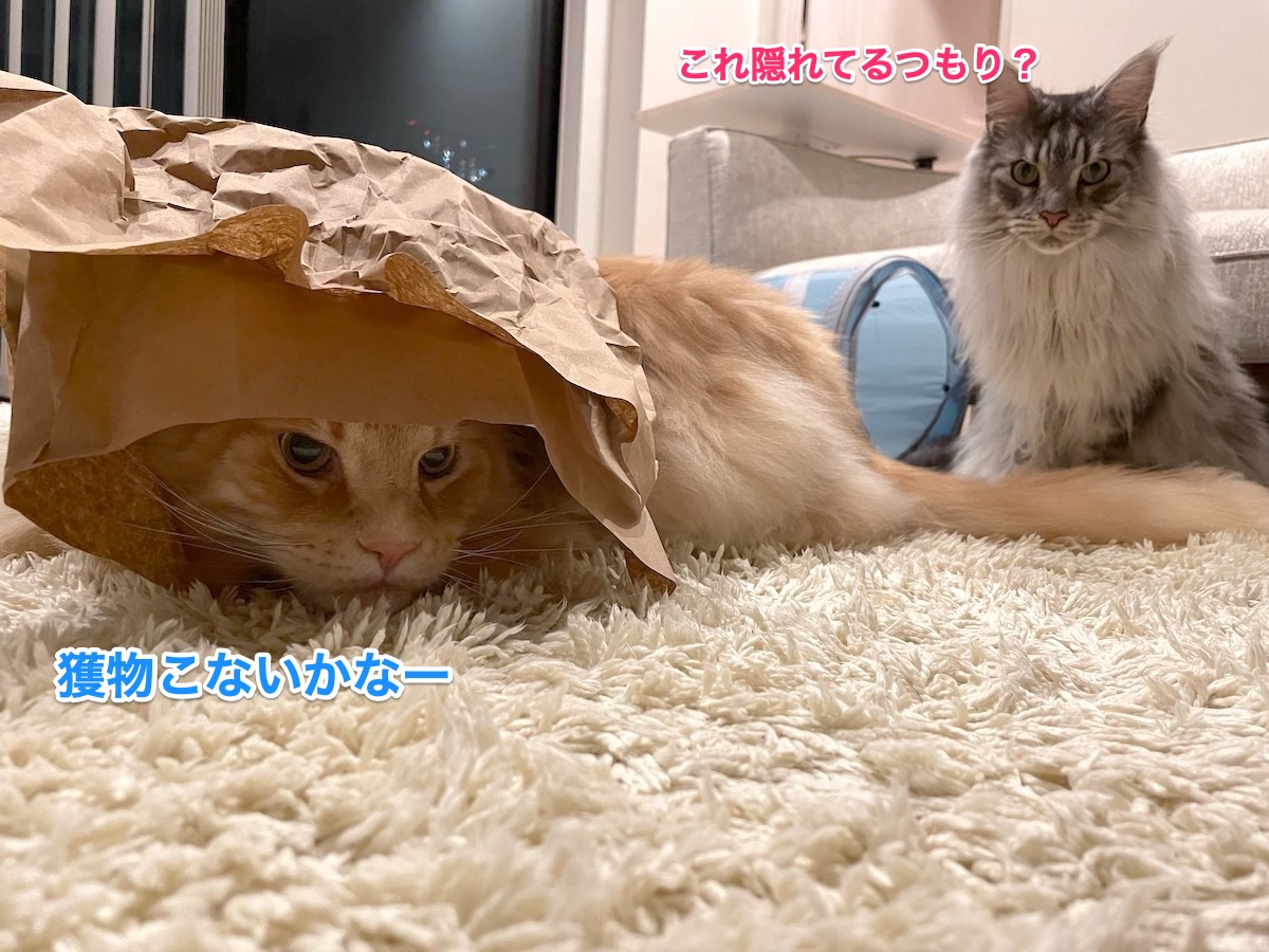 f:id:chikojirou:20210715215146j:plain