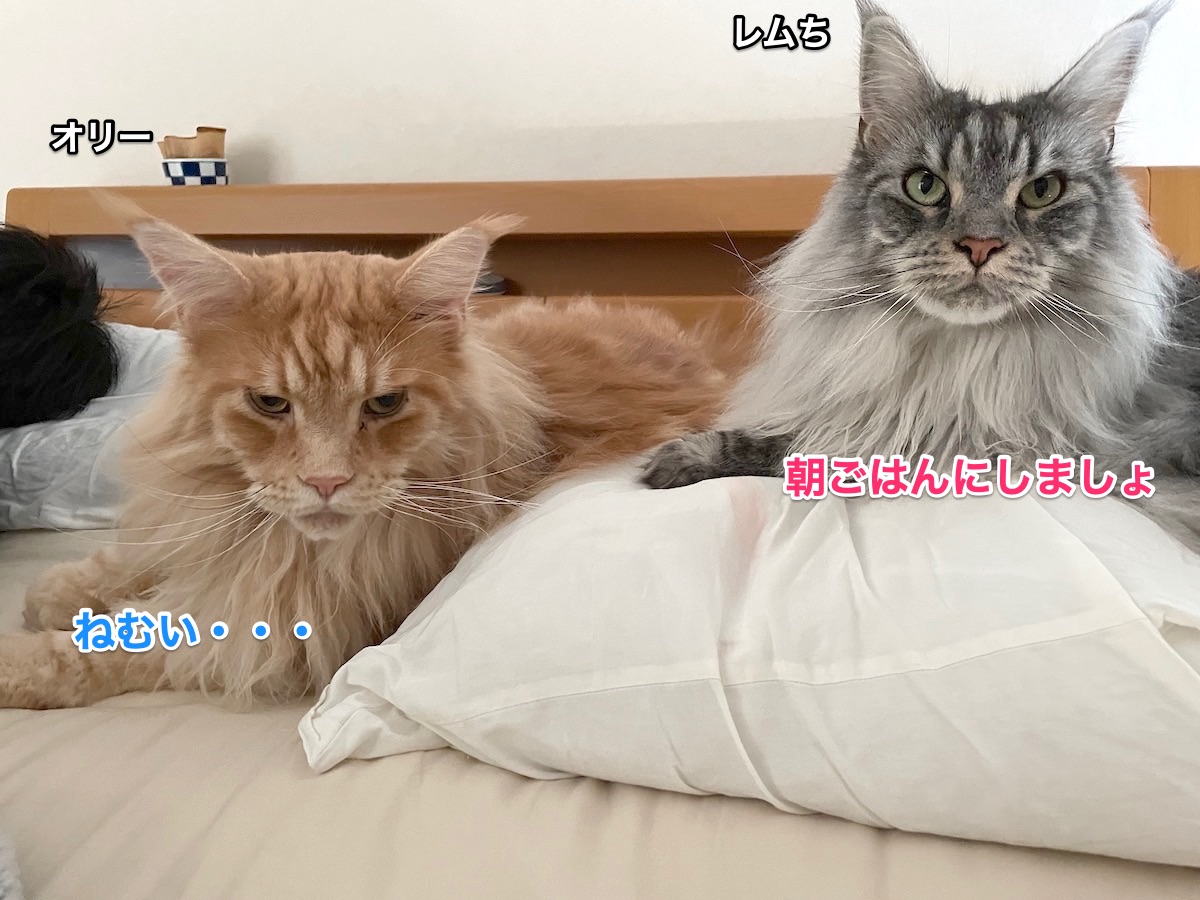 f:id:chikojirou:20210721215305j:plain