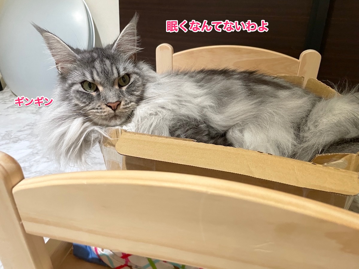 f:id:chikojirou:20210721215324j:plain